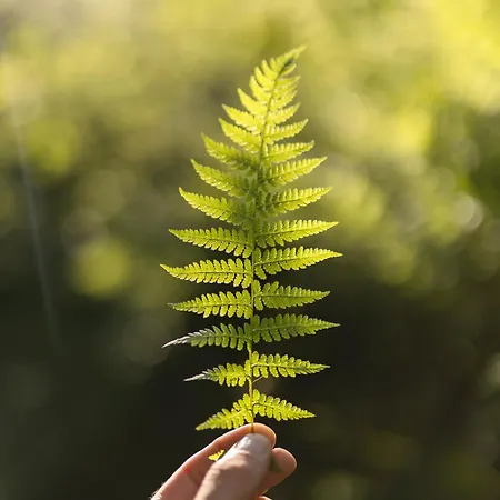 Апартаменты Michaela *