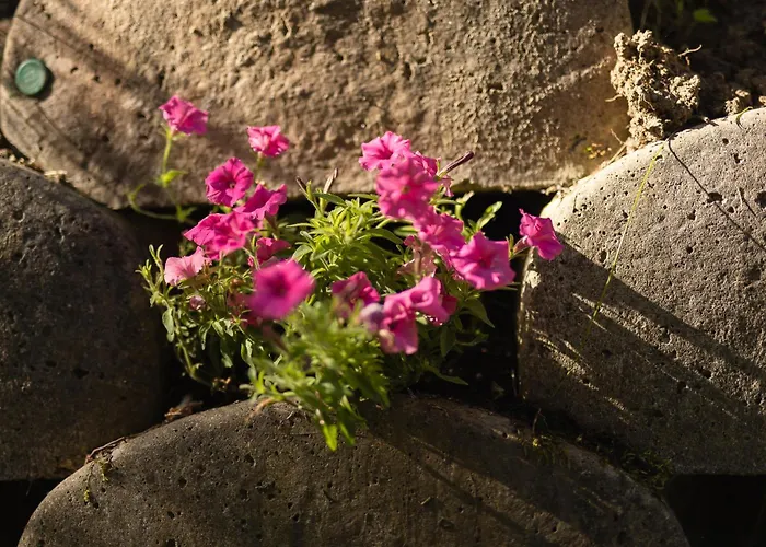 Michaela * ניוסטיפט אים סטובאיטל